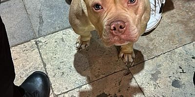 Gümüşhane’de yasaklı ırk köpek gezdiren şahsa 76 bin TL ceza