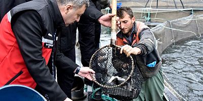 Gümüşhane’de Yetişen Karadeniz Somonu Dünya Ülkelerine İhraç Ediliyor