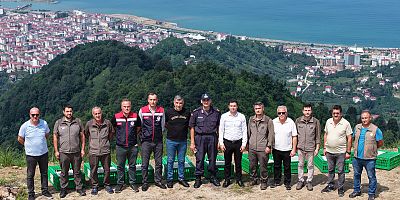 Gümüşhane'de yetiştirilen 400 sülün Artvin'in Arhavi ilçesinde doğaya salındı