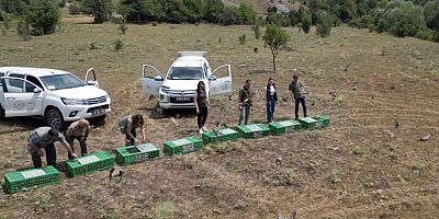 Gümüşhane’de yetiştirilen keklikler bu kez Kastamonu’da doğaya salındı