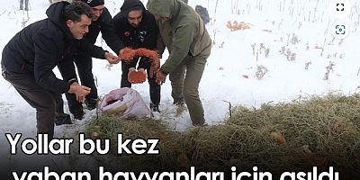 Gümüşhane'de Yollar Bu Kez Yaban Hayvanları İçin Aşıldı