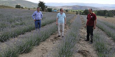 Gümüşhane  Lavanta Hasadı Yapıldı