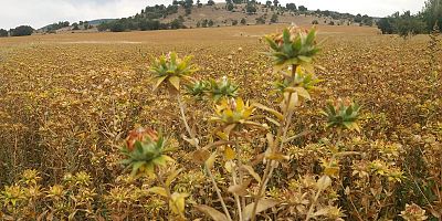 Gümüşhane'nin Yeni Ürünü ASPİR
