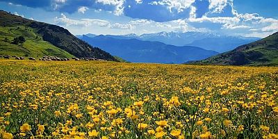 Gümüşhane, Türkiye’nin En Zengin Endemik Bölgelerinden Bir