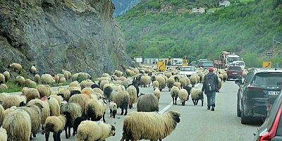 Gümüşhane yaylalarına geleneksel küçükbaş hayvan göçü başladı