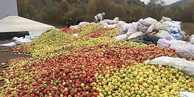 GÜMÜŞSU kuşburnu, döküntü elma ve alıç alımına devam ediyor