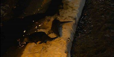 Harşit Çayı’nda nesli tehlike altındaki su samurları görüntülendi