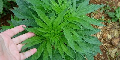 HİNT KENEVİRİ EKEN ŞAHIS JANDARMADAN KAÇAMADI