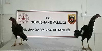 Horoz dövüştüren 3 şahıs yakalandı