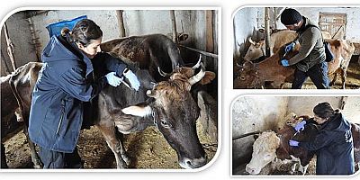 İlkbahar Dönemi Aşılama Kampanyaları Devam ediyor