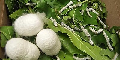 İpekböcekçiliği eğitimleri başlıyor