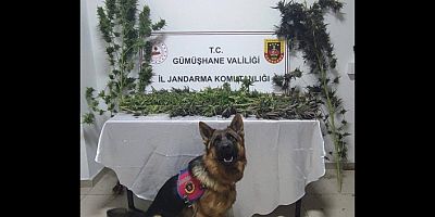 Jandarma’dan kenevir operasyonu