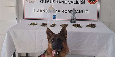 Jandarma’dan Şiran’da uyuşturucu operasyonu