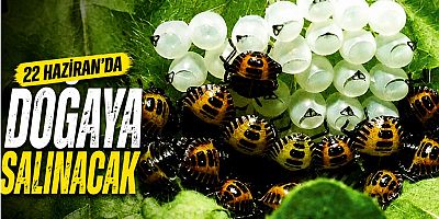 Kahverengi Kokarcaya Karşı Yeni Hamle! Samuray Arıları 22 Haziran’da Doğaya Salınacak