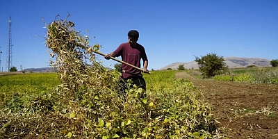 Kelkit’in coğrafi işaretli şeker fasulyesinin hasadı başladı