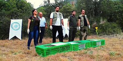 Kelkit'in Kınalı Keklikleri Bu Kez Sinop'ta Doğaya Salındı