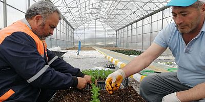 Kelkit, Kendi Çiçeğini Yetiştirmeye Başladı