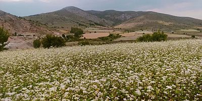 Kelkit'te Karabuğdaylar Çiçek Açtı