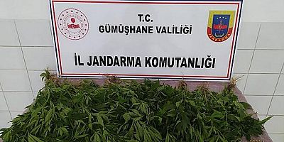 Kelkit’te ‘Kenevir’ Operasyonu