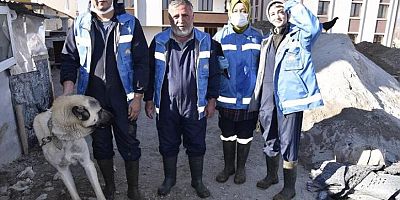   Kelkit'te Köpeklere Cip Takılmaya Başladı