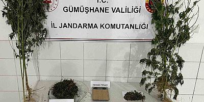 Keneviri hasat ederken yakalandı