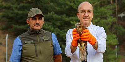 ‘Kızıl Şahin’ üniversite kampüsünden doğaya salındı