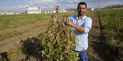 Lezzetiyle ünlü Kelkit Şeker Fasulyesinde hasat devam ediyor