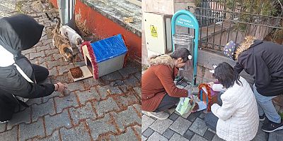 Özel bireylerden kediler için sevgi dolu bir proje