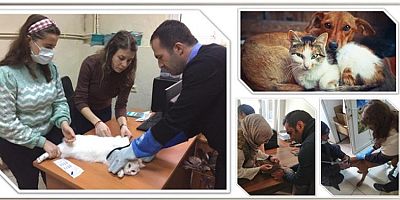 Sahipli Kedi ve Köpeklere Pasaport Veriliyor