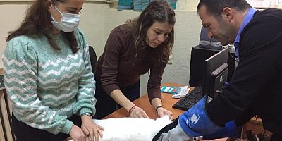 Sahipli Kedi ve Köpeklere Pasaport Veriliyor