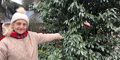 Şap Hastalığına Karayemişli Çözüm