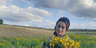  SARI KANTARON BİTKİSİNİN HASADI BAŞLADI 