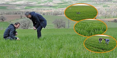 Sertifikalı buğday ve Arpa Tohumlarının Arazide Çıkış Kontrolleri yapıldı