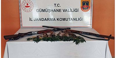 Şiran’da 20 kök hint keneviri ele geçirildi