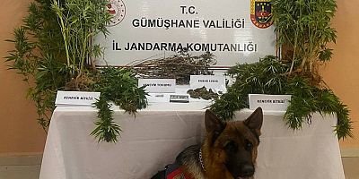 Şiran’da bahçesine kenevir eken şahıs tutuklandı