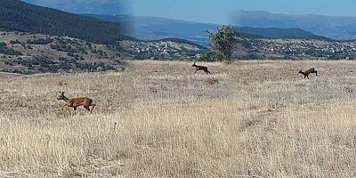 Şiran’da karaca kameralara takıldı