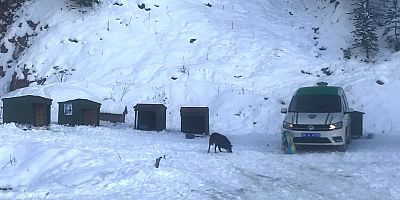 SOKAK HAYVANLARINA ŞEFKAT ELİ