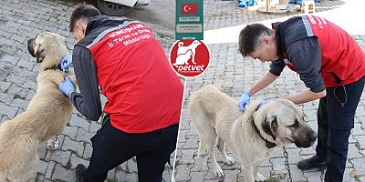 Son gün 31 Aralık… Kimliklendirme zorunlu