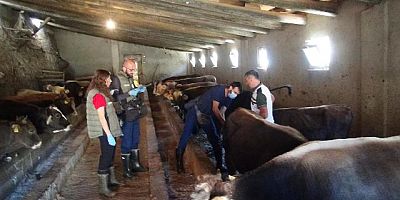 SONBAHAR DÖNEMİ ŞAP AŞILAMA KAMPANYASI BAŞLADI