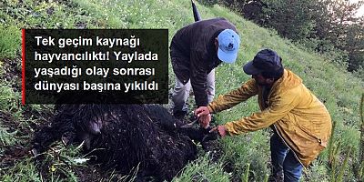 Sürünün Üzerine Yaylada Yıldırım Düştü: 43 Keçi Telef Oldu