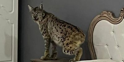 Tavukları Yedi  Mobilya Mağazasına Girdi