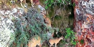 Torul Kalesi’nin kayalıklarında yaban keçileri görüntülendi