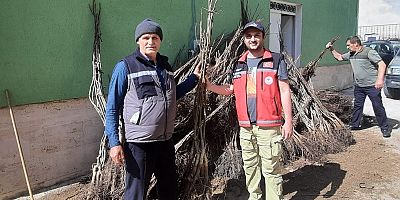 Torulda Ceviz Fidanları Dağıtımı Yapıldı