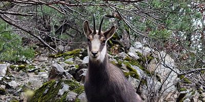 Türkiye’de en düşük rakımda sadece Gümüşhane’de görülüyor