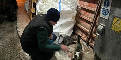 Ülkü Ocaklarından sokak hayvanlarına mama desteği