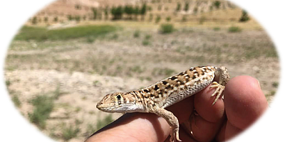 Üniversitede Yeni Bir Tür Keşfi Gerçekleştirildi