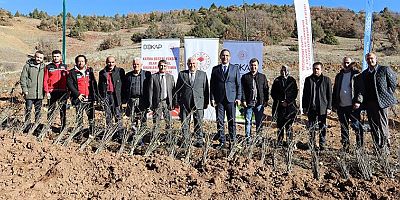 Üreticilere Kuşburnu Fidanı Dağıtımı Yapıldı