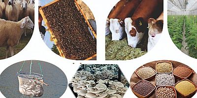 Uzman Eller Projelerine Başvurular Başladı