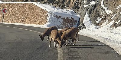 Vauk Dağı’nda Dağ Keçileri Yol Kenarında Görüntülendi
