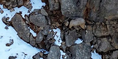 Yaban keçileri ve ayılar dronla görüntülendi.